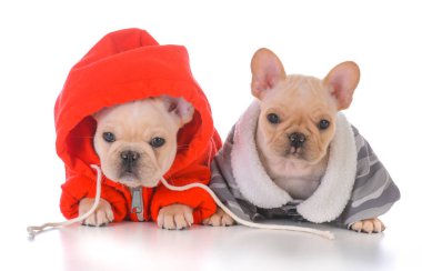 iki Fransız bulldog yavruları