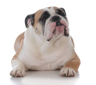 kadın İngilizce bulldog