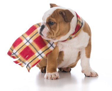 köpek kış için giyinmiş 