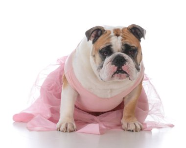 kadın İngilizce bulldog