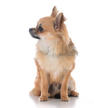 erkek uzun ceket chiuhuahua