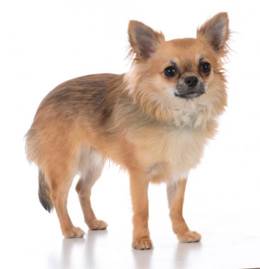 erkek uzun ceket chiuhuahua