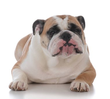 kadın İngilizce bulldog
