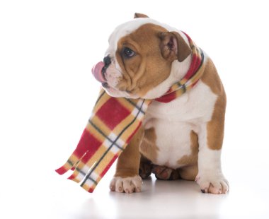 köpek kış için giyinmiş 