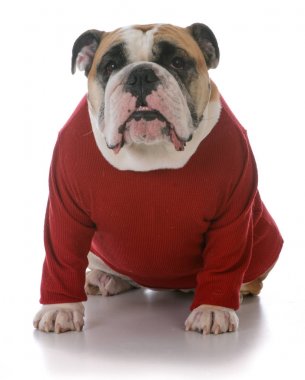 kadın İngilizce bulldog