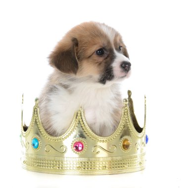 Pembroke welsh corgi köpek yavrusu 