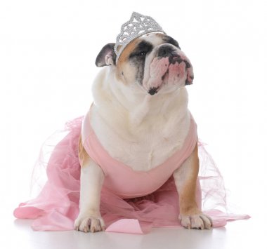 kadın İngilizce bulldog