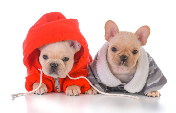 Два французских бульдога
