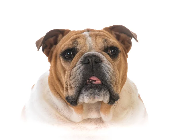 Ritratto femminile bulldog — Foto Stock
