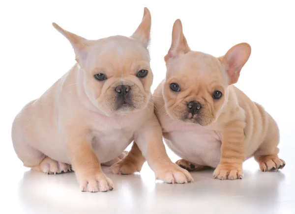 Deux chiots bulldog français — Photo