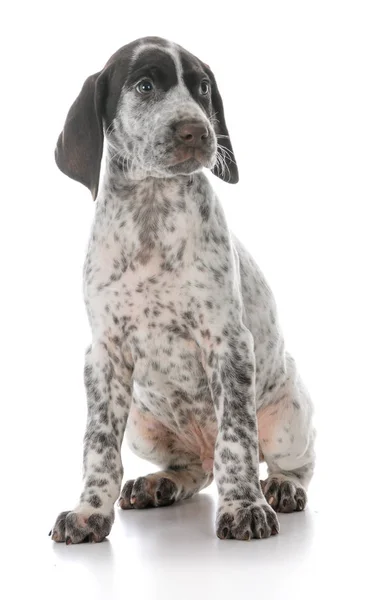 German shorthaired pointer puppy — Stock Photo, Image