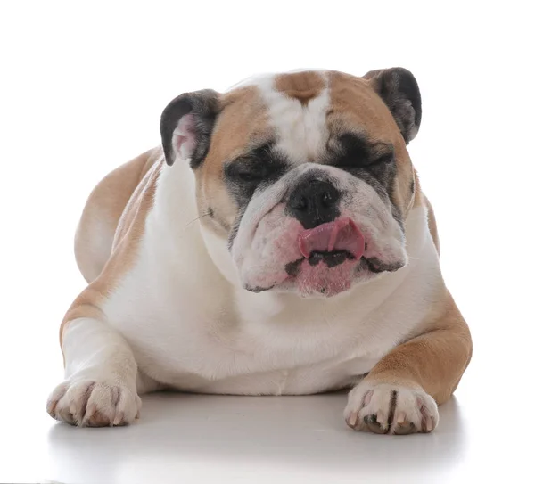 Bulldog inglese femminile — Foto Stock