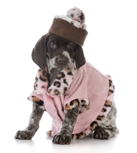 Feminino alemão curto ponteiro filhote de cachorro — Fotografia de Stock