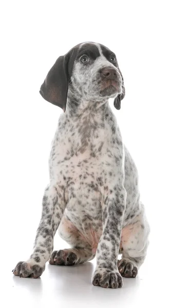 Cachorro ponteiro curto alemão — Fotografia de Stock
