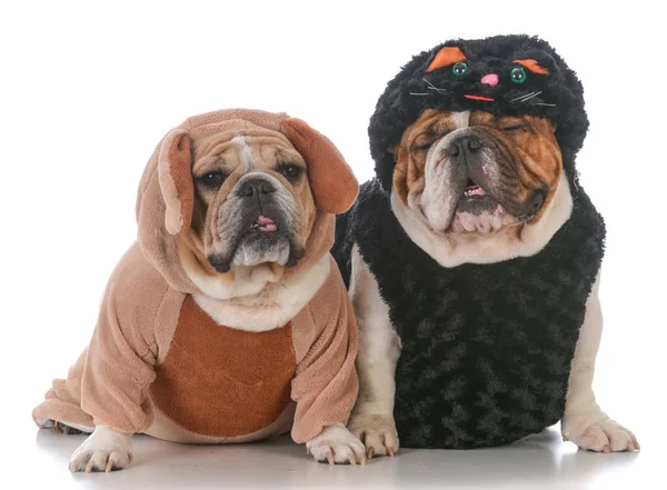 Honden gekleed als kat en hond — Stockfoto