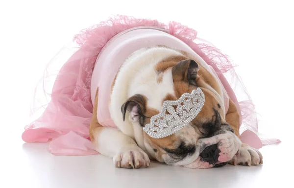 Female english bulldog — Stock Photo, Image