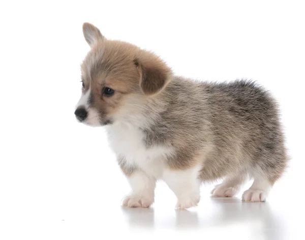 Štěně welsh corgi Pembroke — Stock fotografie