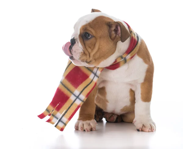 Hond gekleed voor de winter — Stockfoto