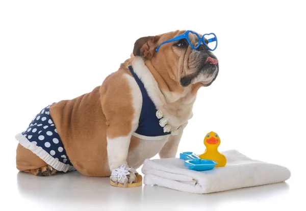 Hund som bär en bikini — Stockfoto