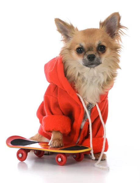 Male long coat chiuhuahua — Stock Photo, Image