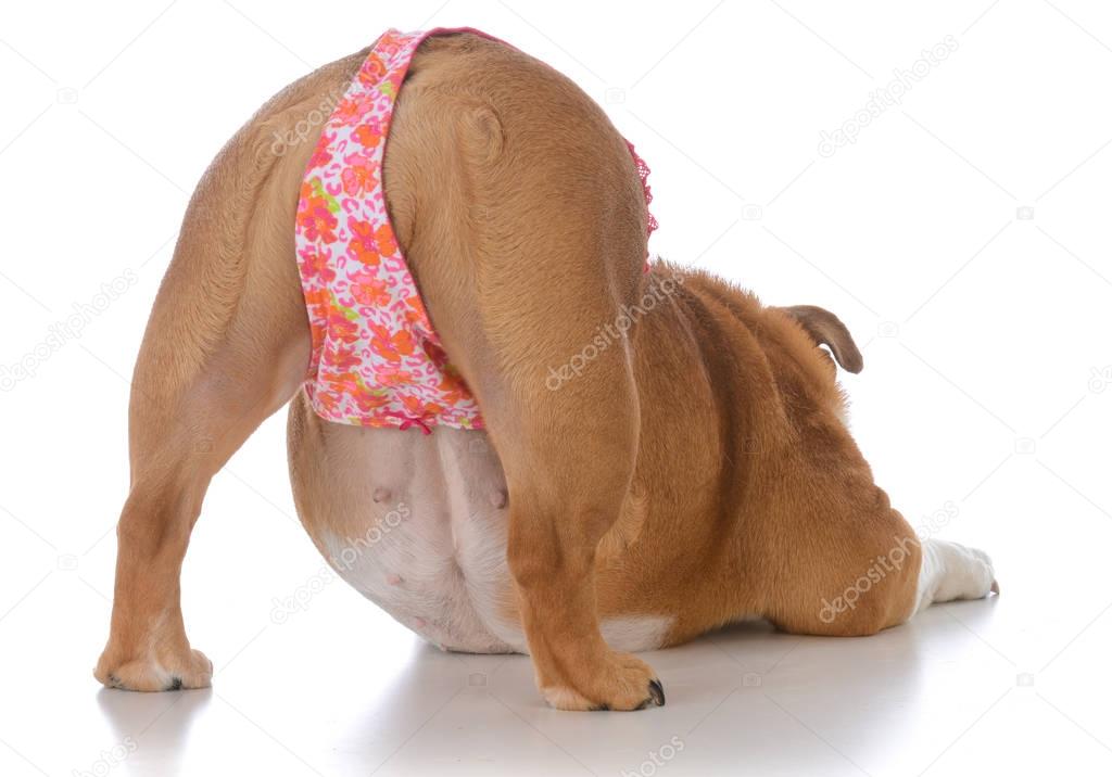 dog bum wearing a thong