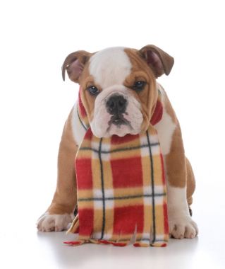 köpek kış için giyinmiş 
