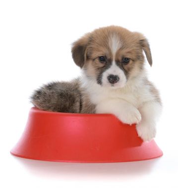 Pembroke welsh corgi köpek yavrusu 