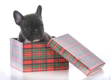 beş hafta eski Fransız buldozer