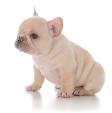 Fransız bulldog köpeği.