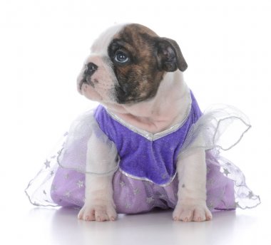 yedi haftalık bulldog yavru