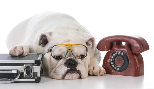 Cão de trabalho — Fotografia de Stock