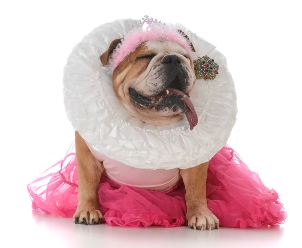 Bulldog donna anziana — Foto Stock