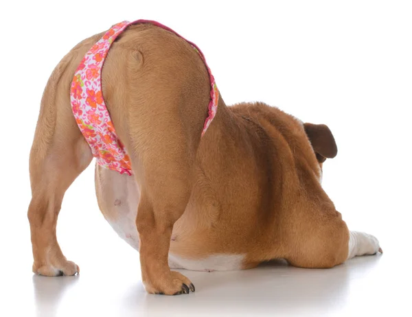 Dog bum wearing a thong — Stock Photo, Image