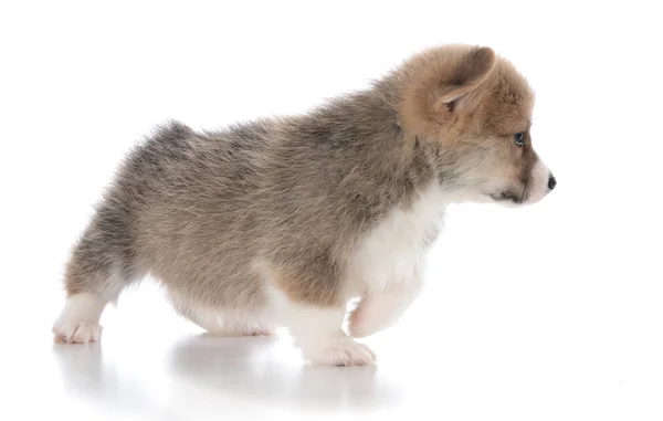 Pembroke welsh corgi puppy — Stockfoto