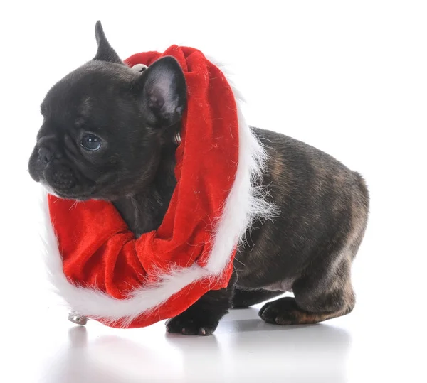 Bulldog francés de cinco semanas de edad — Foto de Stock