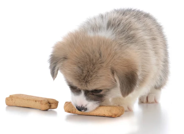 Pembroke welsh corgi pup met hond-been — Stockfoto