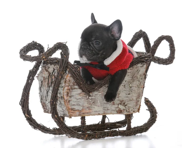 Puppy in santa's sleigh — Stock Photo, Image