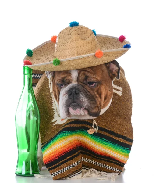 Bir Meksikalı gibi giyinmiş köpek — Stok fotoğraf