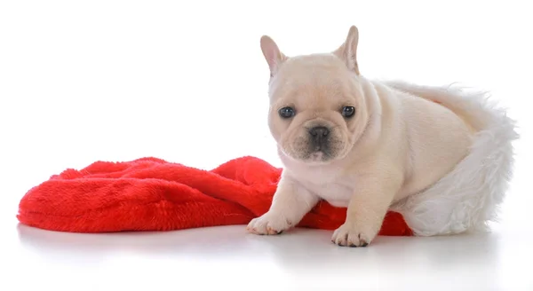 Vier weken oude Franse bulldog — Stockfoto