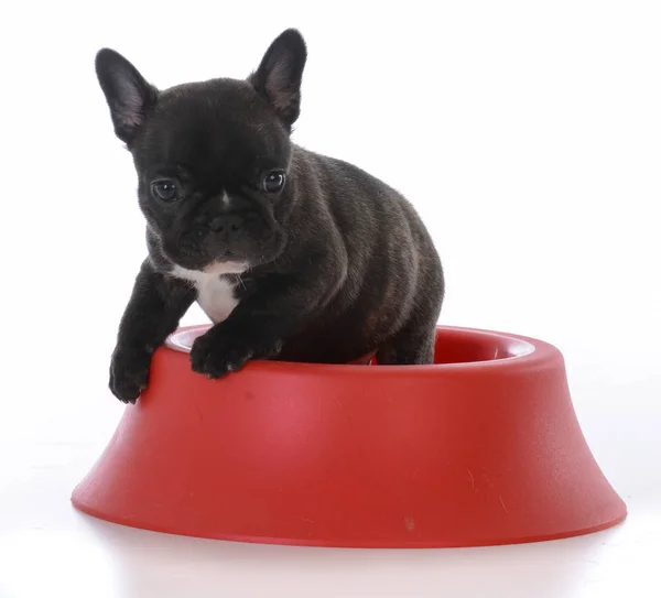 Cinco semanas de idade bulldog francês — Fotografia de Stock