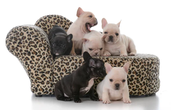 Camada de bulldog francés cachorros —  Fotos de Stock