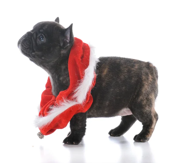 Five week old french bulldog — Stock Photo, Image