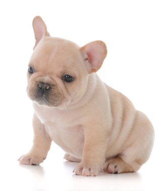 Fransız bulldog köpeği.