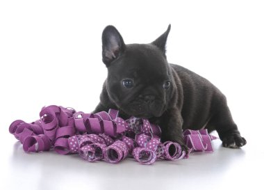 beş hafta eski Fransız buldozer