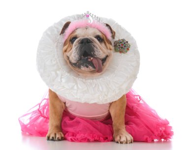 üst düzey kadın bulldog