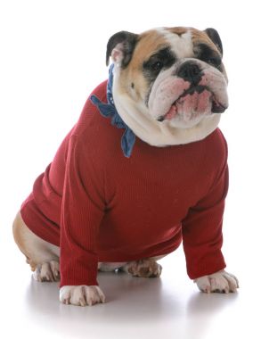 kadın İngilizce bulldog