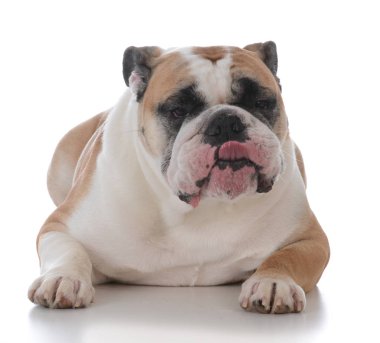 kadın İngilizce bulldog