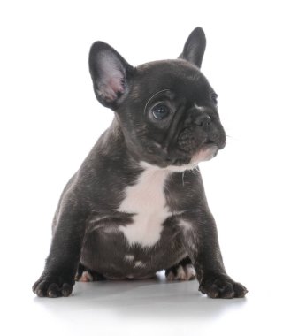 Fransız bulldog köpeği.