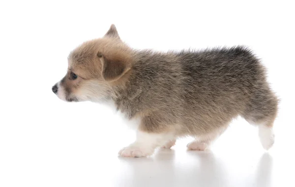 Pembroke welsh corgi puppy — Stock Photo, Image