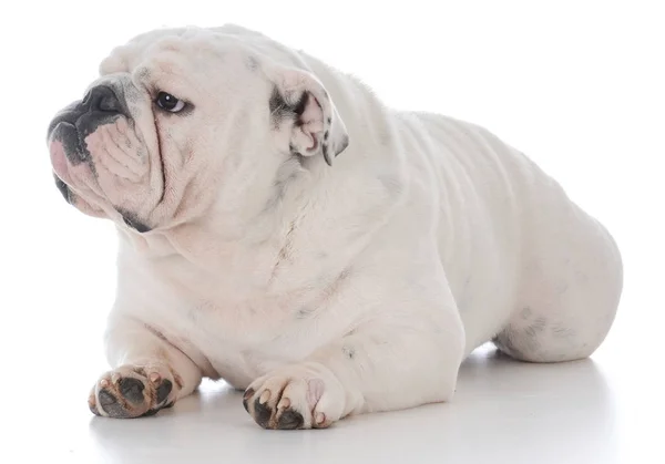 Male english bulldog — Stock Photo, Image